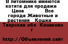 В питомнике имеются котята для продажи › Цена ­ 30 000 - Все города Животные и растения » Кошки   . Тверская обл.,Конаково г.